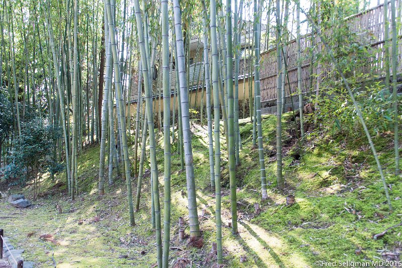 20150313_134637 D4S.jpg - Bamboo trees